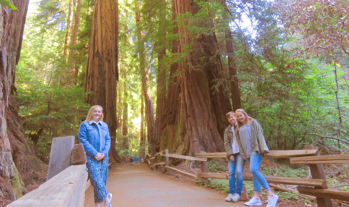 Day custom tours to Muir Woods national forst of giant redwoods and sausalito